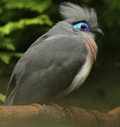 Crested Coua