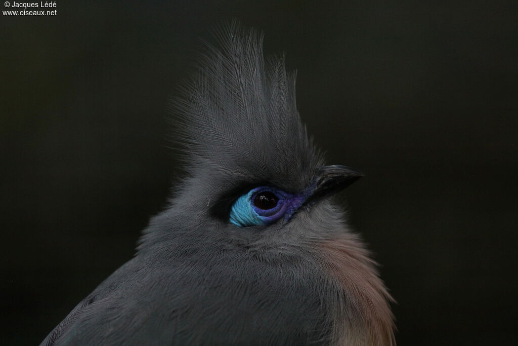 Crested Coua