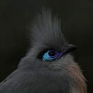 Coua huppé