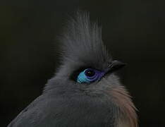 Crested Coua