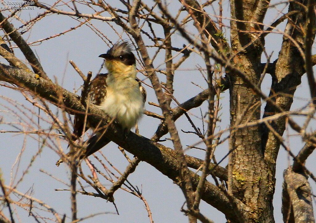 Great Spotted Cuckoo