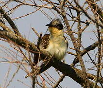 Great Spotted Cuckoo