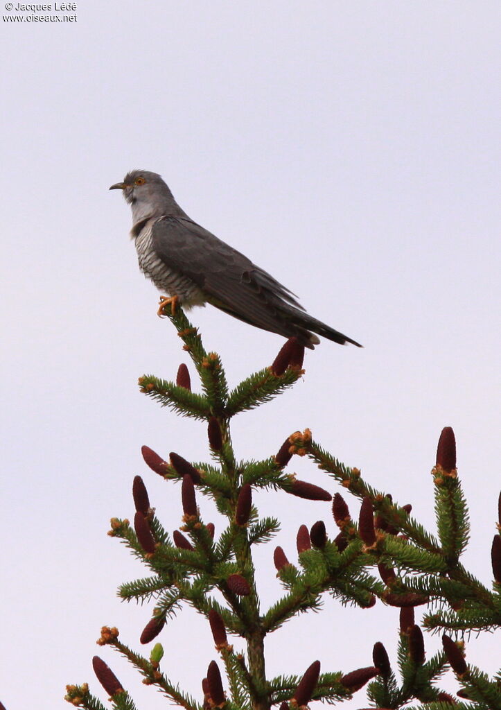 Common Cuckoo