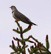 Common Cuckoo