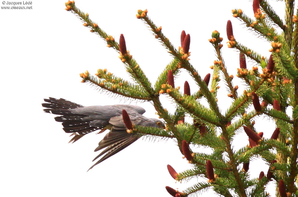 Common Cuckoo