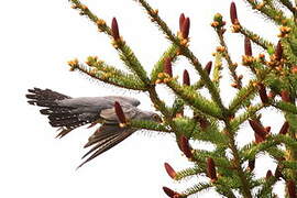 Common Cuckoo