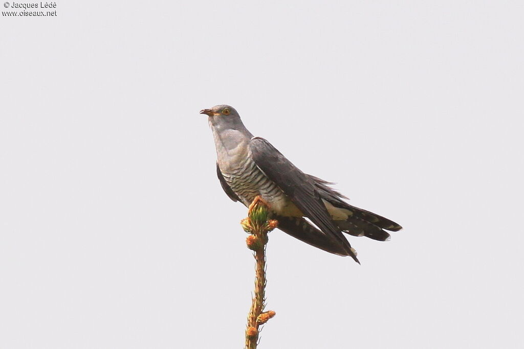 Common Cuckoo