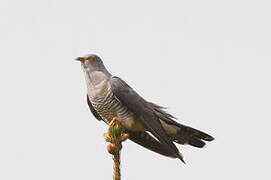 Common Cuckoo