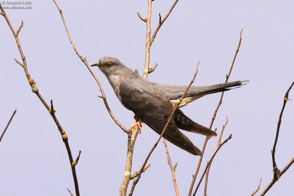 Common Cuckoo