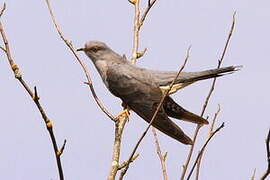 Common Cuckoo