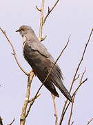 Common Cuckoo