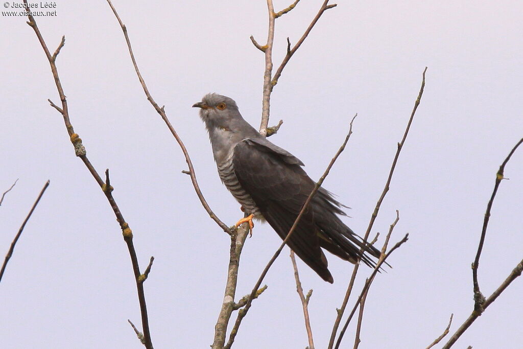 Common Cuckoo