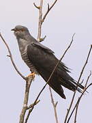 Common Cuckoo