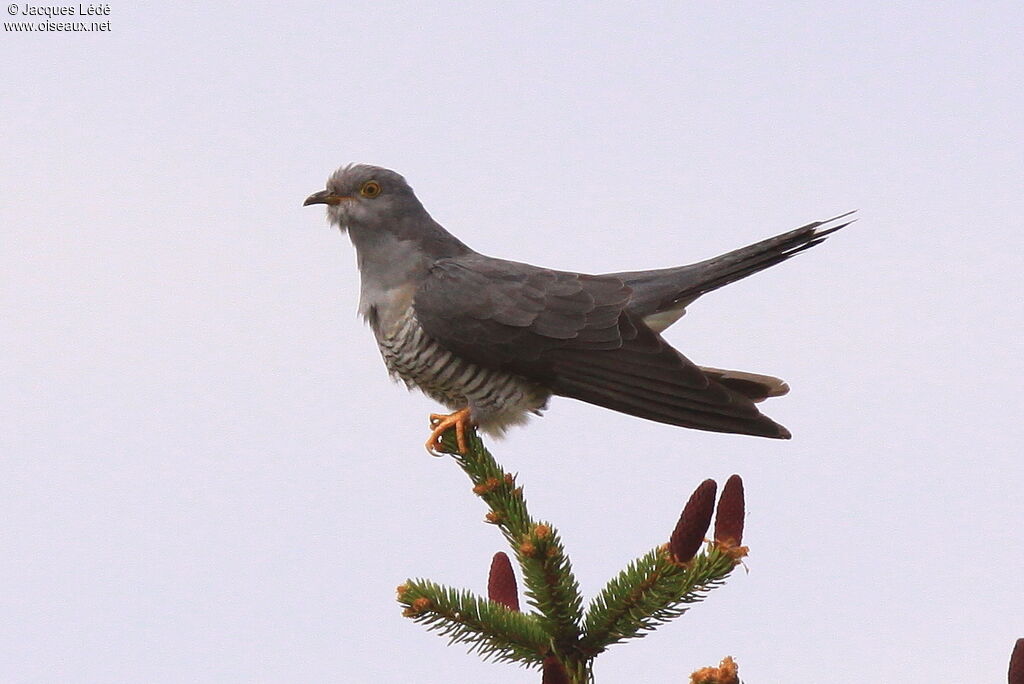 Common Cuckoo