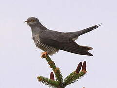 Common Cuckoo