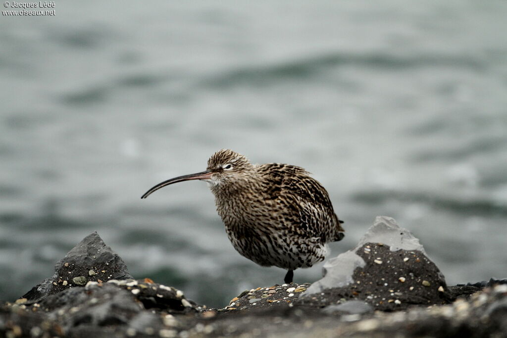 Eurasian Curlew