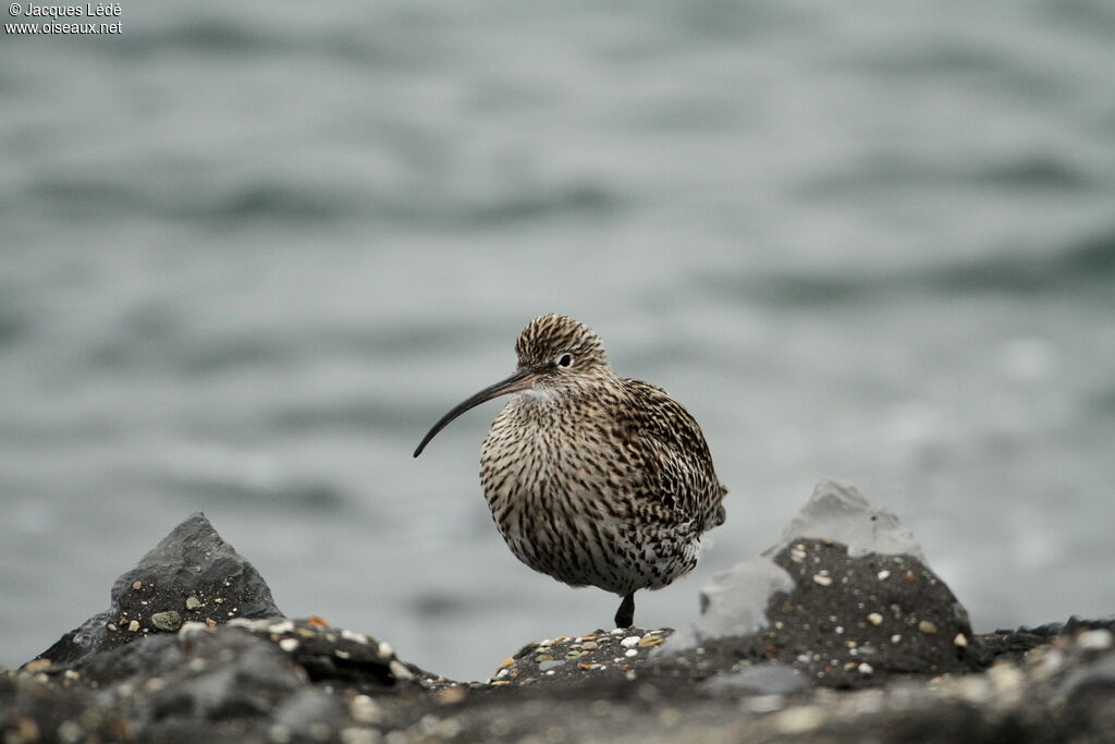 Eurasian Curlew