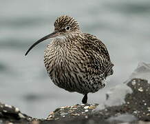 Eurasian Curlew