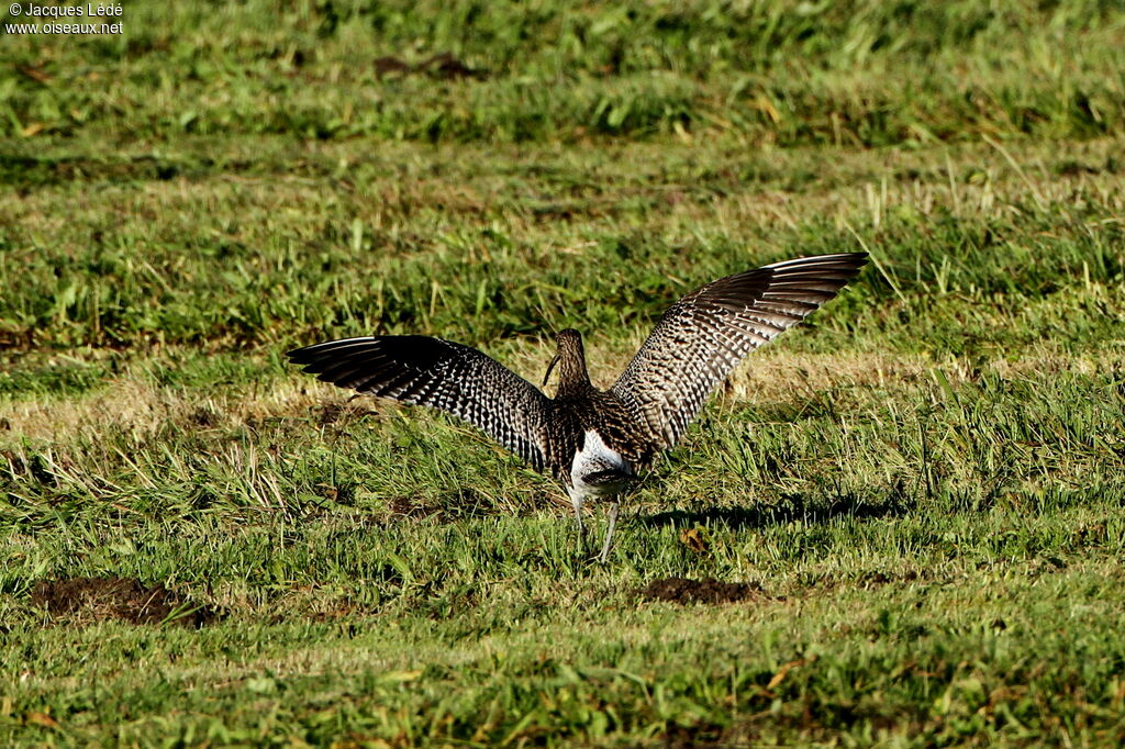 Eurasian Curlew