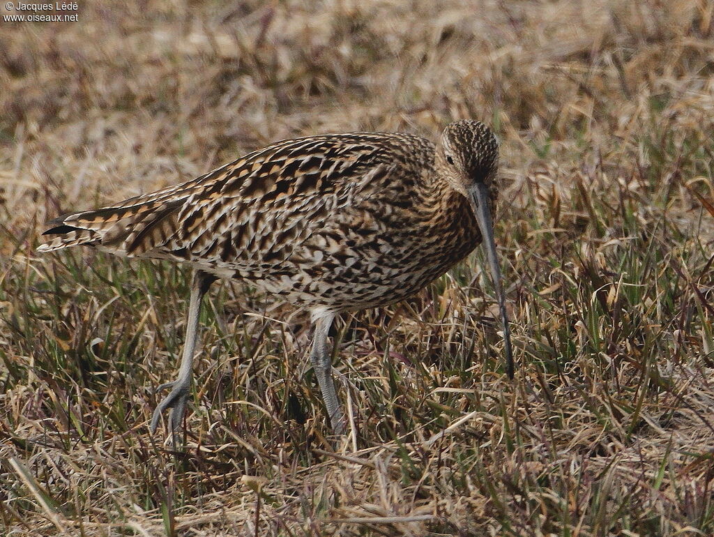 Eurasian Curlew