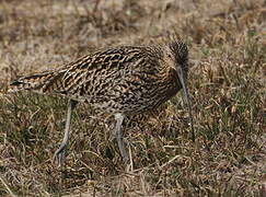 Eurasian Curlew