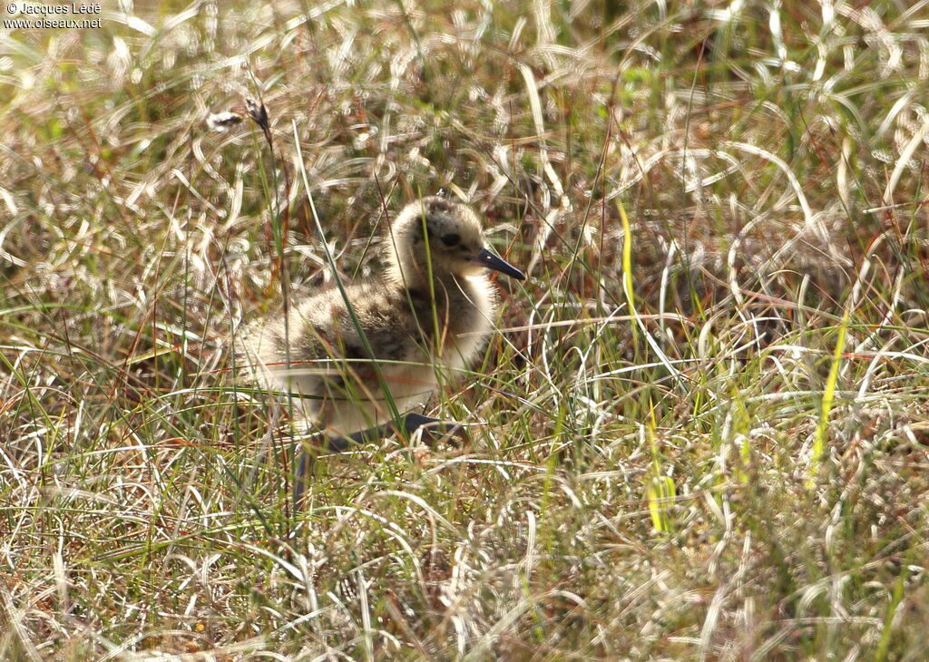 Eurasian Curlew