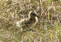 Eurasian Curlew