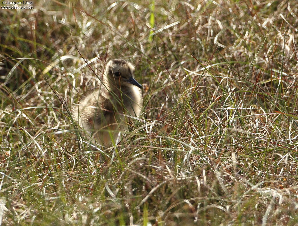 Eurasian Curlew