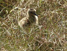 Eurasian Curlew