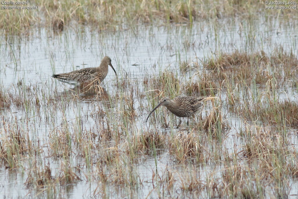 Eurasian Curlew