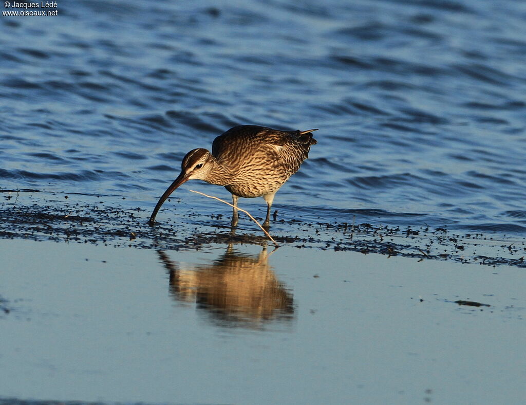 Eurasian Whimbrel