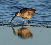 Eurasian Whimbrel