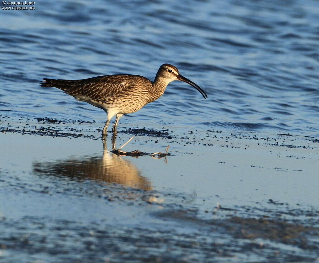 Eurasian Whimbrel