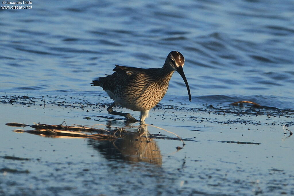 Eurasian Whimbrel