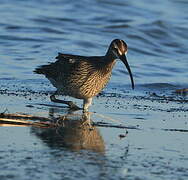 Whimbrel