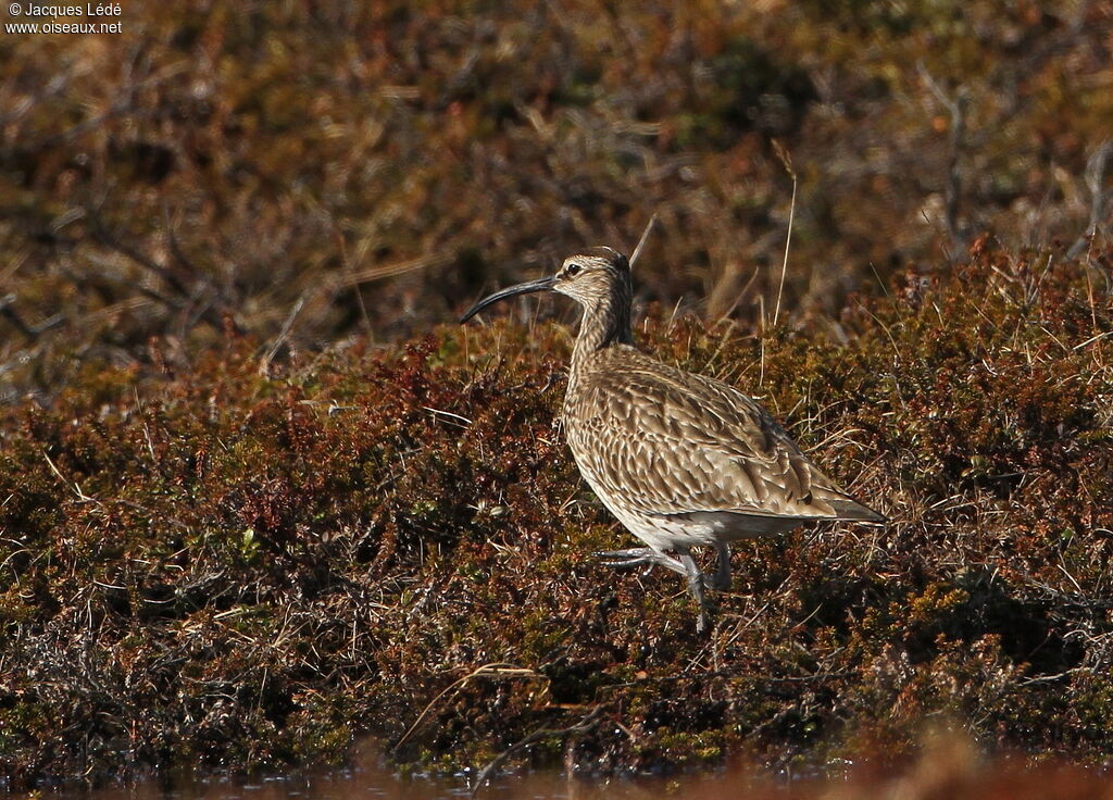 Eurasian Whimbrel