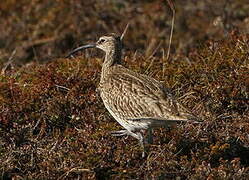 Eurasian Whimbrel