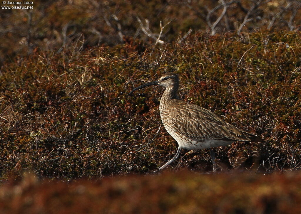 Whimbrel