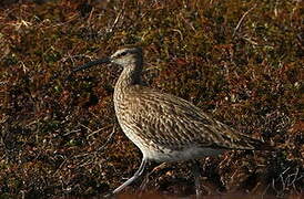 Eurasian Whimbrel