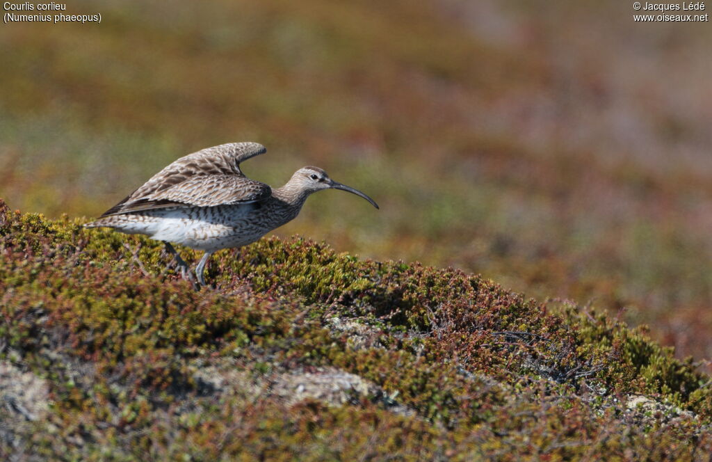 Eurasian Whimbrel