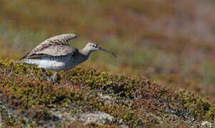 Whimbrel