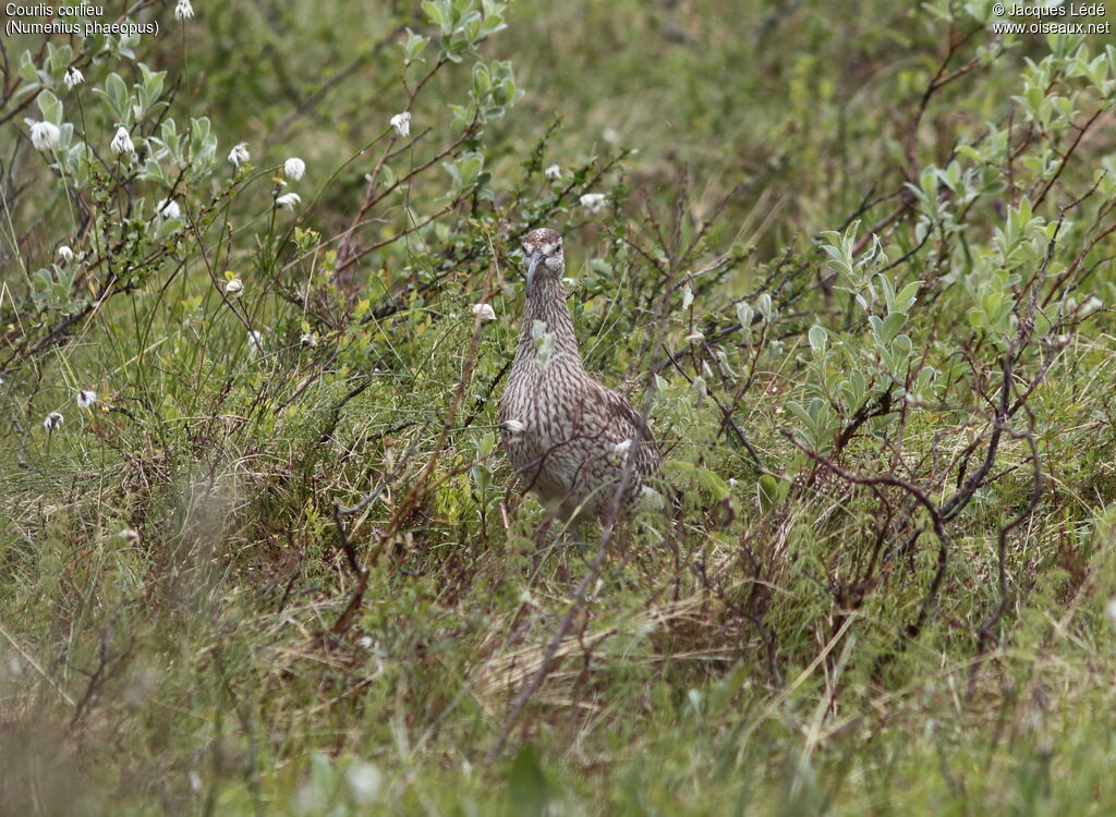 Eurasian Whimbrel