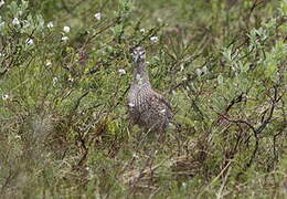 Eurasian Whimbrel