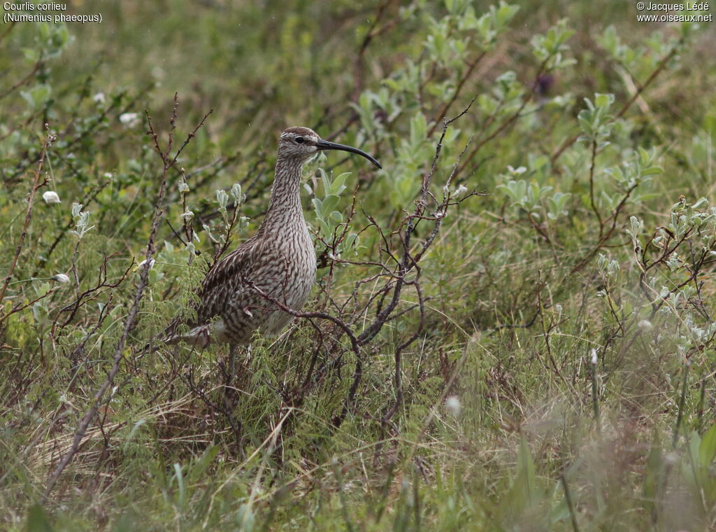 Eurasian Whimbrel