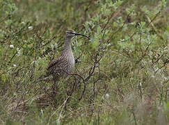 Whimbrel