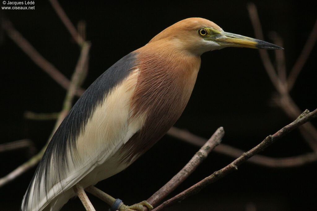 Javan Pond Heron