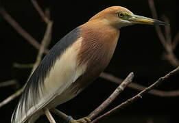 Javan Pond Heron