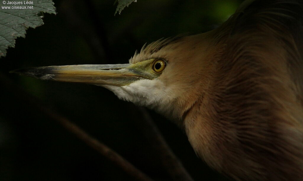 Javan Pond Heron