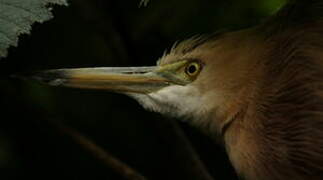 Javan Pond Heron