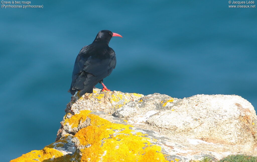 Red-billed Chough